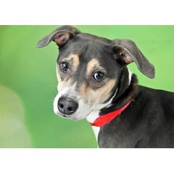 Photo of Gracie, adoptable German Pinscher in Ft Lauderdale, Florida