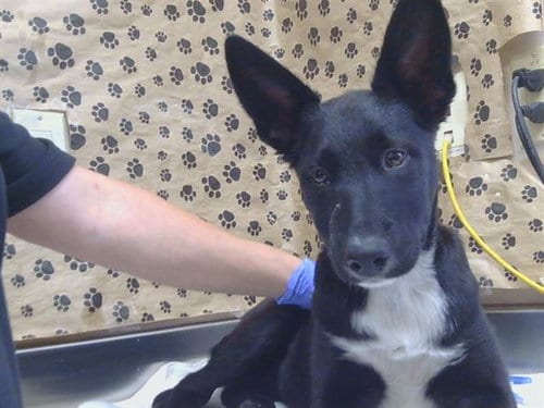 Photo of Helen, adoptable German Shepherd Dog in Sacramento, California