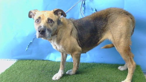 Photo of Donna, adoptable German Shepherd Dog in Gardena, California