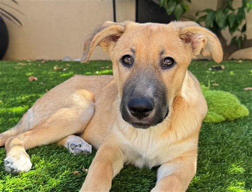 Photo of Rue, adoptable Anatolian Shepherd in Fairfield, California