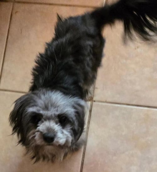 Photo of Darcy, adoptable Maltese in San Antonio, Texas