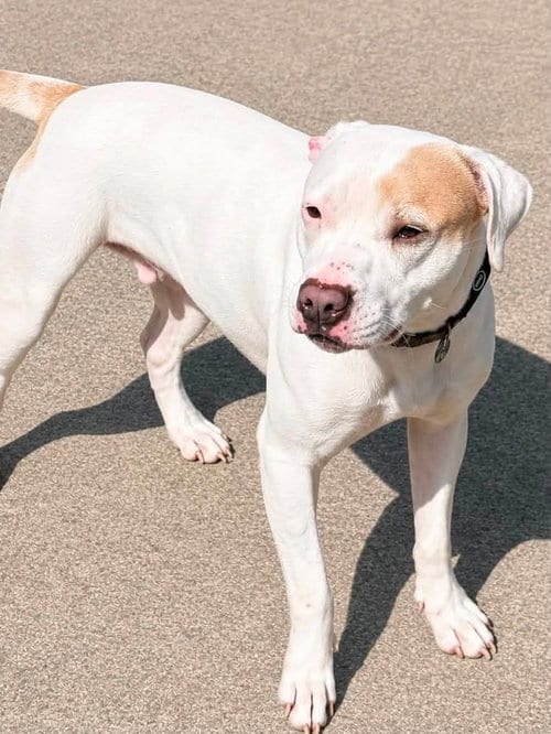 Photo of Zena, adoptable Pit Bull Terrier in Martinsburg, West Virginia