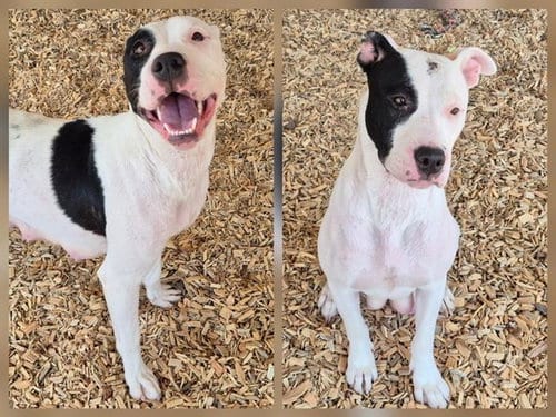Photo of Wera, adoptable American Pit Bull Terrier in Albuquerque, New Mexico