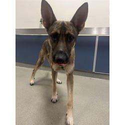 Photo of Boogie, adoptable German Shepherd Dog in Doral, Florida