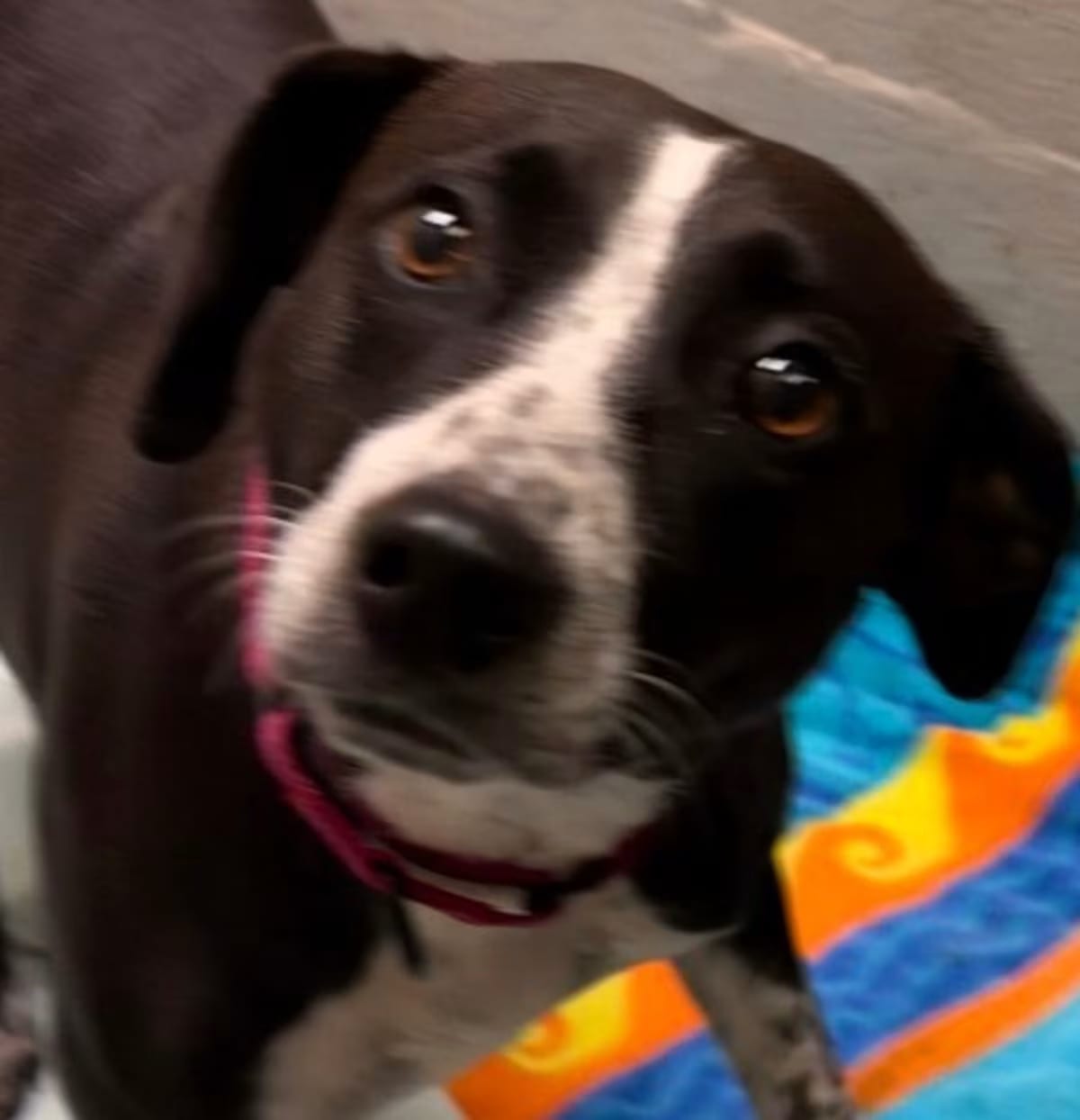 Photo of Xena, adoptable Border Collie/Whippet in Shawnee, Kansas