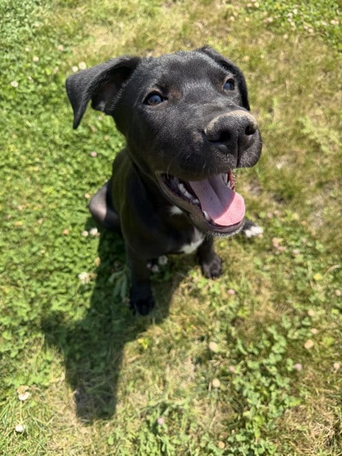 Photo of Luke Sky Walker, adoptable Labrador Retriever in MIDWAY, Utah