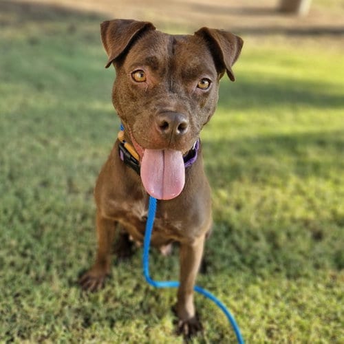 Photo of Kayda, adoptable American Pit Bull Terrier in Mesa, Arizona
