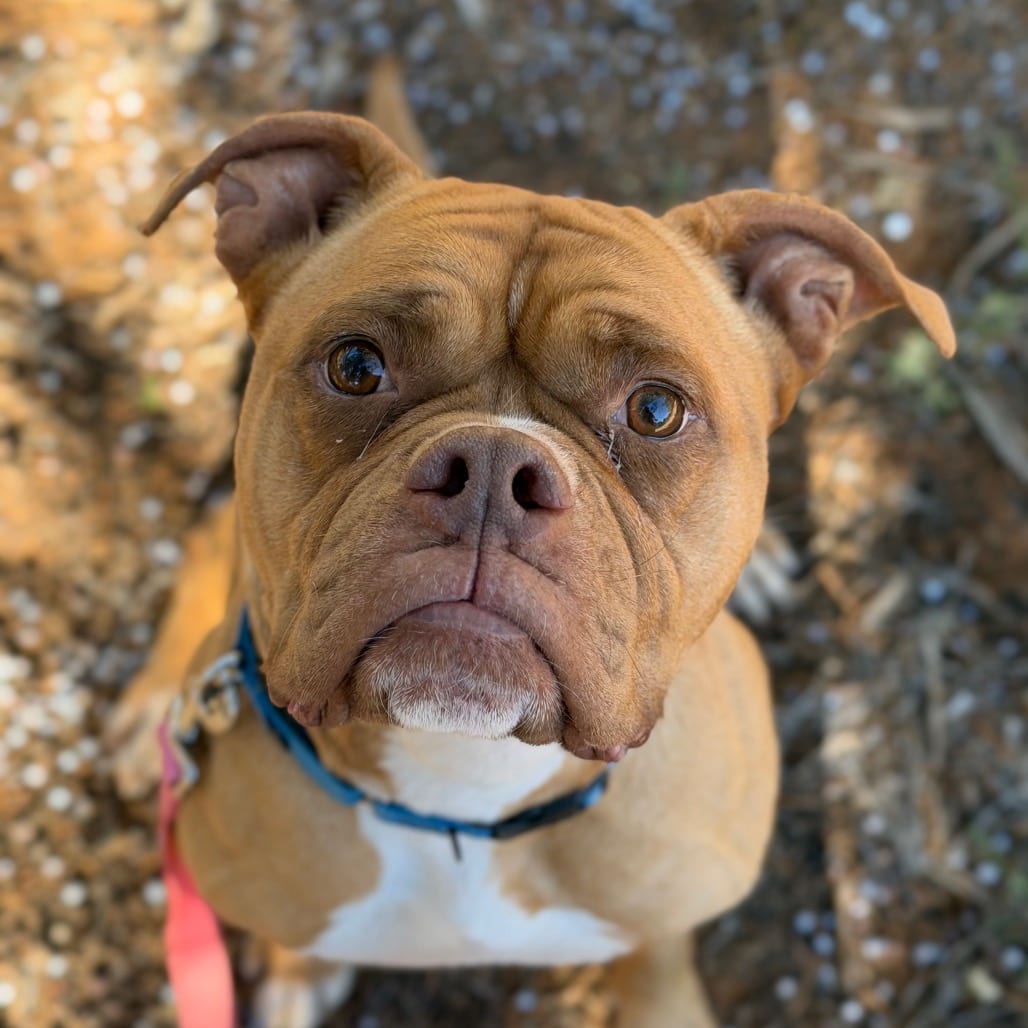Photo of Maia, adoptable Boxer / Mix in Kanab, Utah