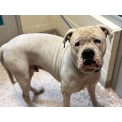 Photo of Chance, adoptable American Bulldog in Pueblo, Colorado