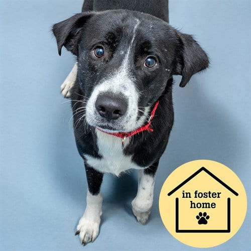 Photo of Finn, adoptable Labrador Retriever in St Louis, Missouri