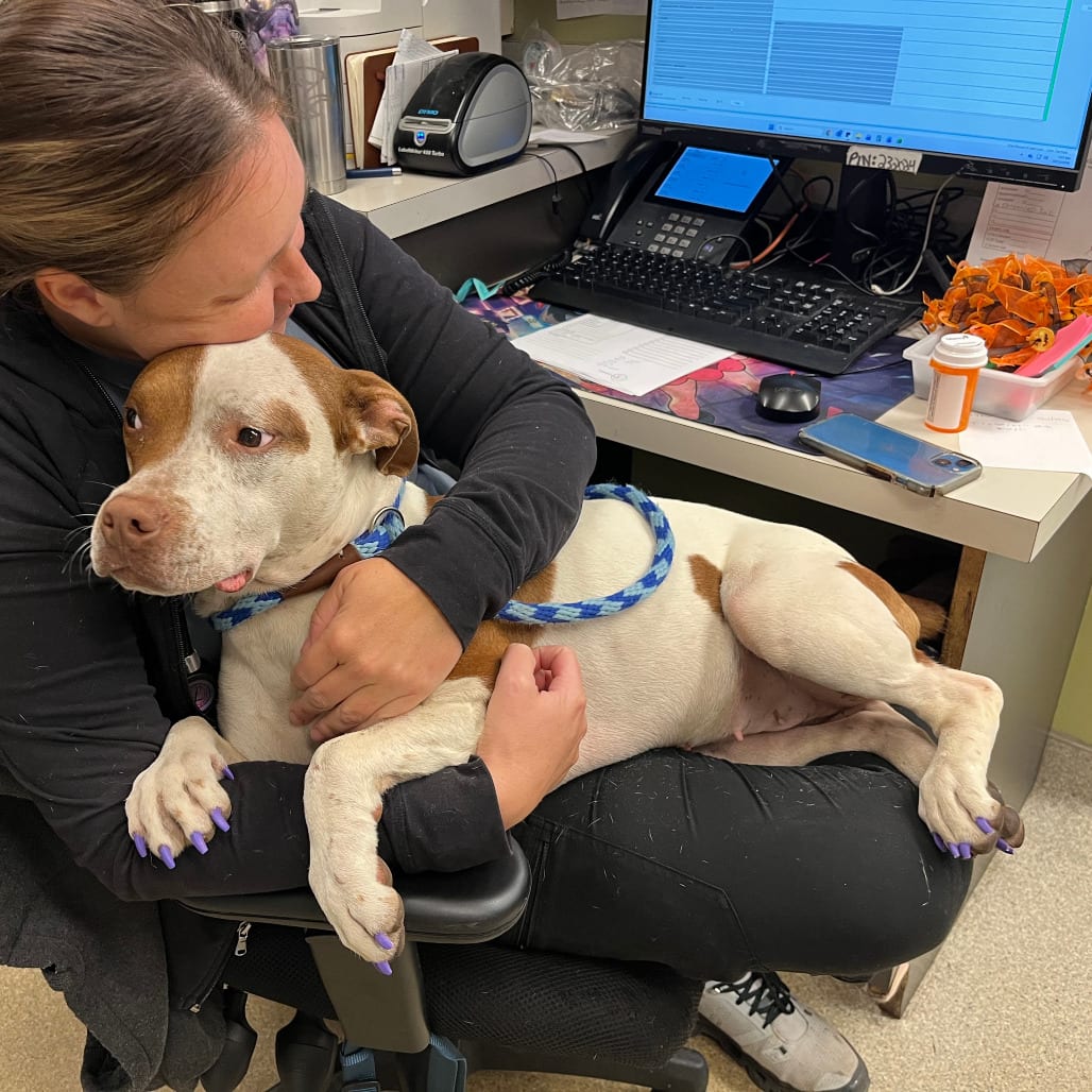 Photo of Bryanne, adoptable Mixed Breed (Medium) in St. Louis, Missouri