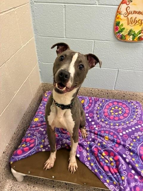 Photo of Jerome, adoptable Pit Bull Terrier in Brighton, Colorado
