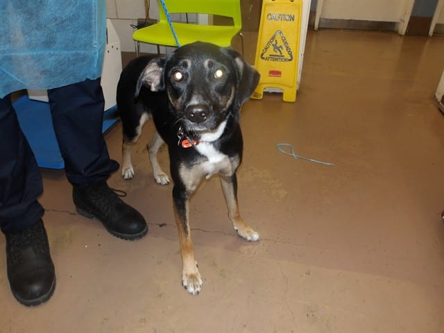 Photo of Lila Garcia, adoptable Doberman Pinscher mix in Chicago, Illinois