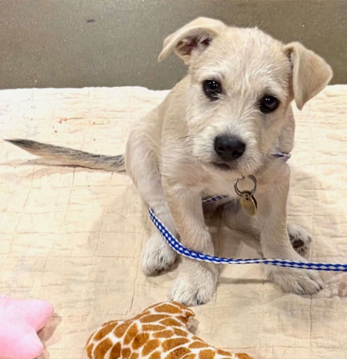 Photo of Chevy Lee, adoptable Fox Terrier (Wirehaired) Mixed Breed (Small) in Overland Park, Kansas
