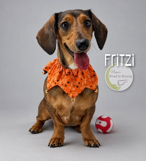 Photo of Fritzi, adoptable Dachshund in Benton, Louisiana