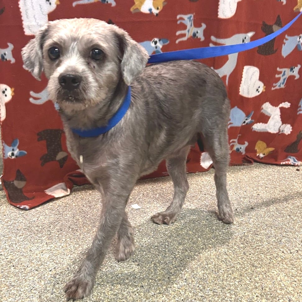 Photo of Jackie - City of Industry Location, adoptable Schnauzer / Poodle