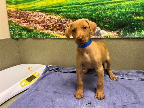 Photo of Buford, adoptable Vizsla in Moreno Valley, California
