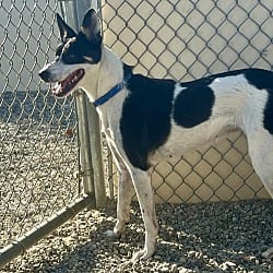 Photo of Poppy, adoptable Mixed Breed (Medium) in Emmett, Idaho