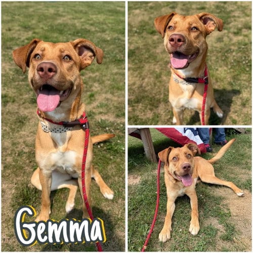 Photo of Gemma, adoptable American Staffordshire Terrier in Pierceton, Indiana