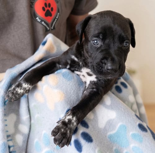 Photo of J Litter – Sneak Peek the Males, adoptable Terrier in Grovertown, Indiana