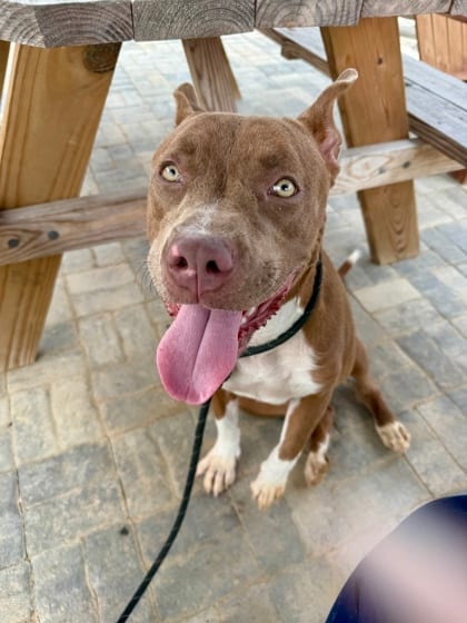 Photo of Bonnie, adoptable dog in Atlanta, Georgia
