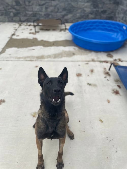 Photo of Hunter, adoptable Belgian Shepherd Malinois in Lancaster, Pennsylvania