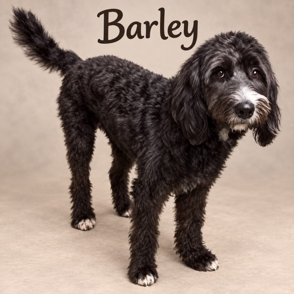 Photo of Barley, adoptable Poodle in Crossville, Tennessee