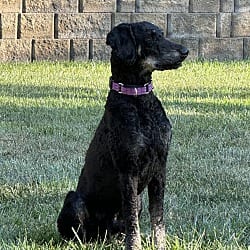Photo of Finn, adoptable Standard Poodle in Salisbury, North Carolina