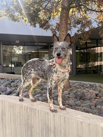 Photo of Derek, adoptable Queensland Heeler in San Martin, California