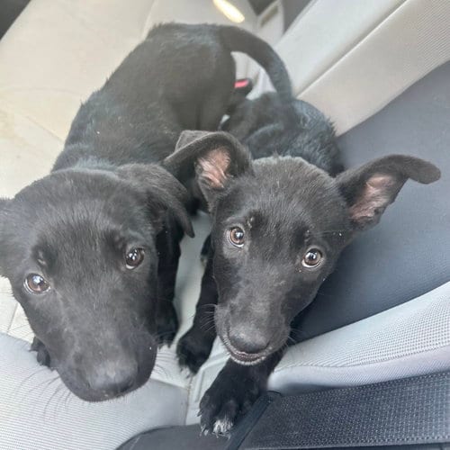 Photo of Kiara and Nala, adoptable Labrador Retriever in San Diego, California