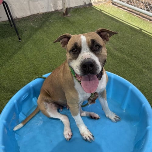Photo of Bubbles, adoptable American Pit Bull Terrier in Phoenix, Arizona