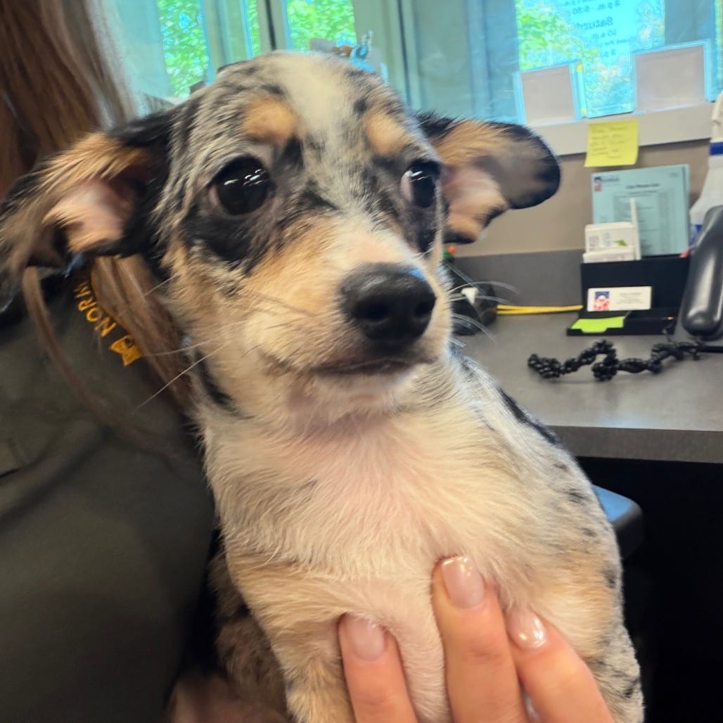 Photo of Bandit, adoptable Mixed Breed (Small) in Bend, Oregon
