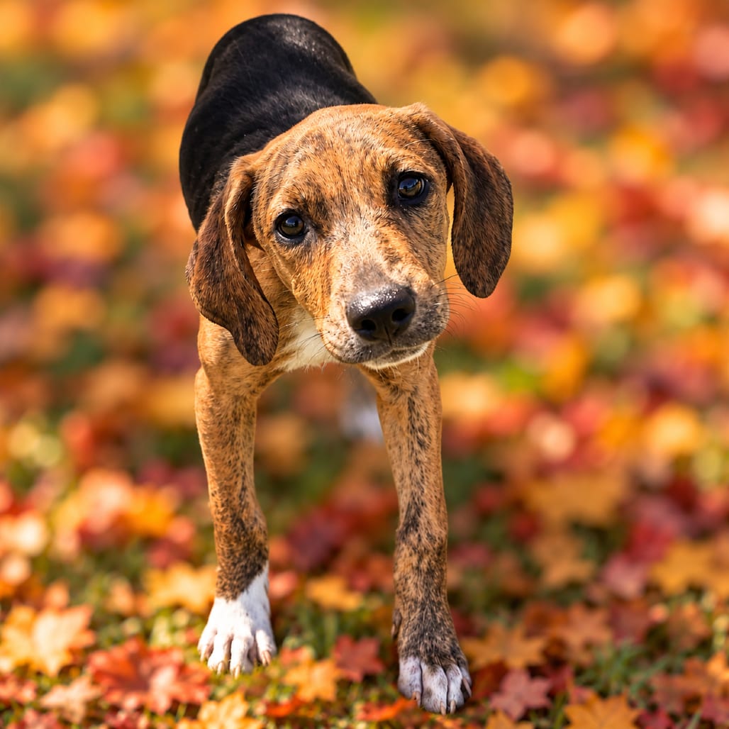 Photo of Wilma, adoptable Hound / Mix in Binghamton, New York