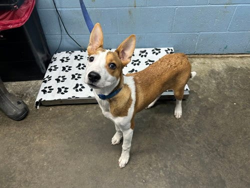 Photo of Peanut, adoptable Basenji in Evansville, Indiana
