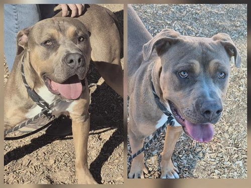 Photo of Cafe, adoptable Mastiff in Albuquerque, New Mexico