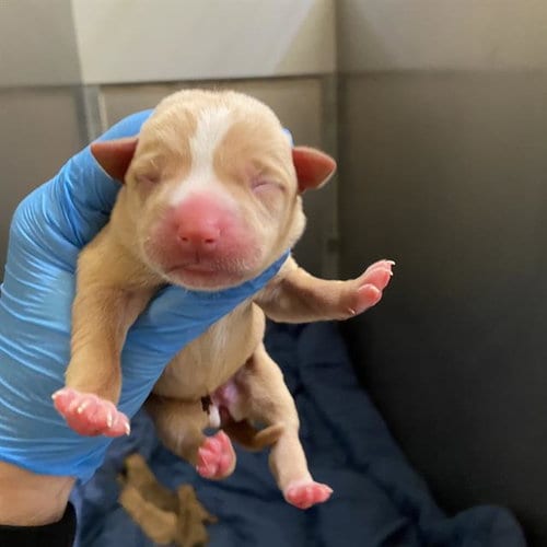 Photo of Fidget, adoptable Pit Bull Terrier in Modesto, California
