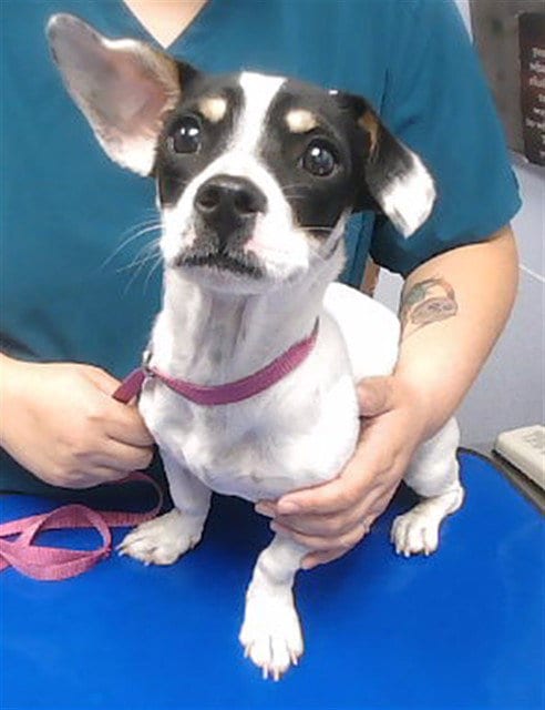 Photo of Razz, adoptable Chihuahua in Phoenix, Arizona