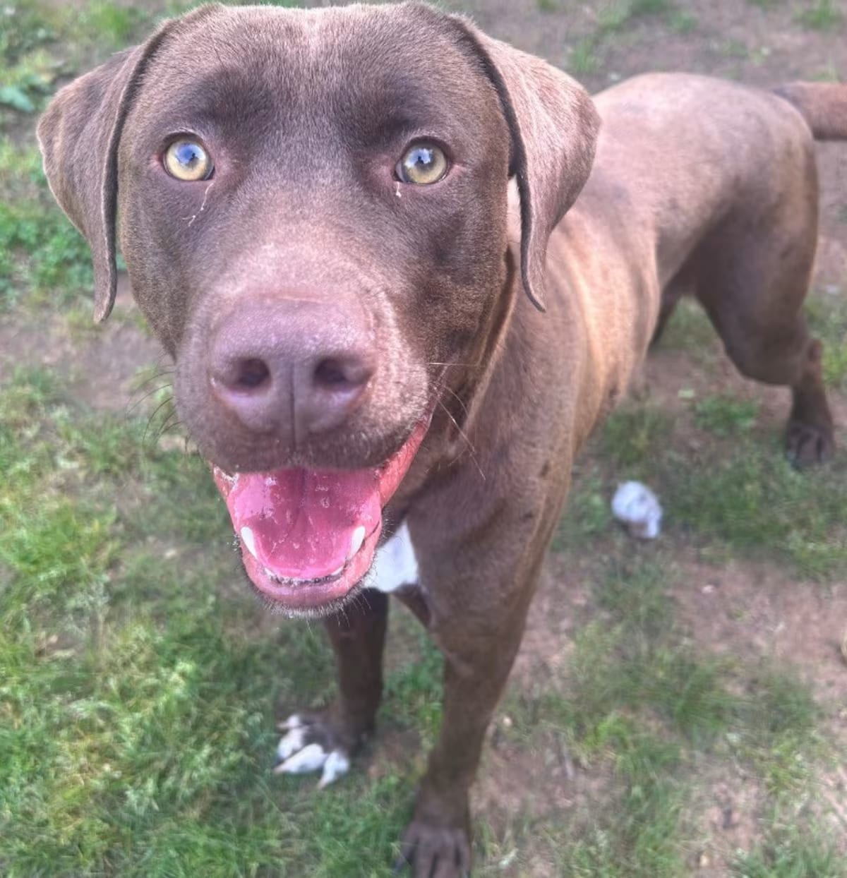 Photo of Elmer, adoptable Labrador Retriever in Benton, Arkansas