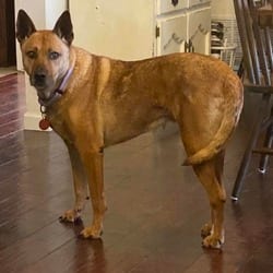 Photo of Sydney, adoptable German Shepherd Dog Australian Cattle Dog in Chattanooga, Tennessee