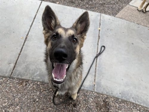 Photo of Peony, adoptable German Shepherd Dog in Phoenix, Arizona
