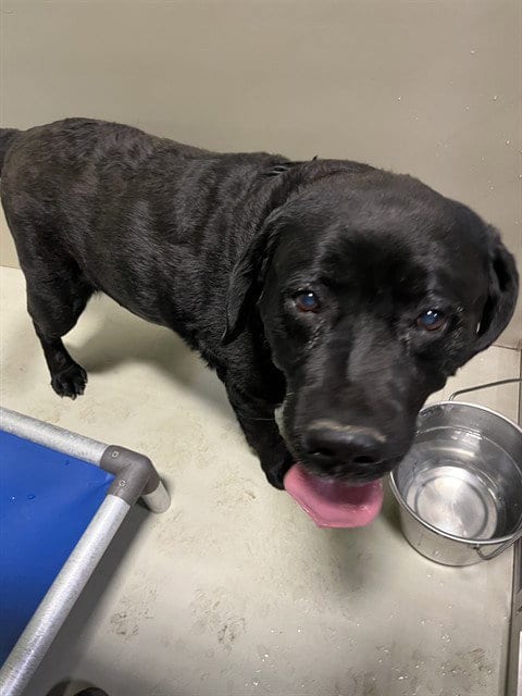 Photo of Jelly Roll, adoptable Labrador Retriever in Bakersfield, California