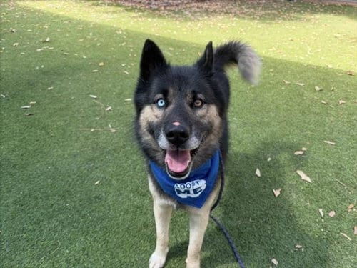 Photo of Merlin, adoptable Husky in Van Nuys, California