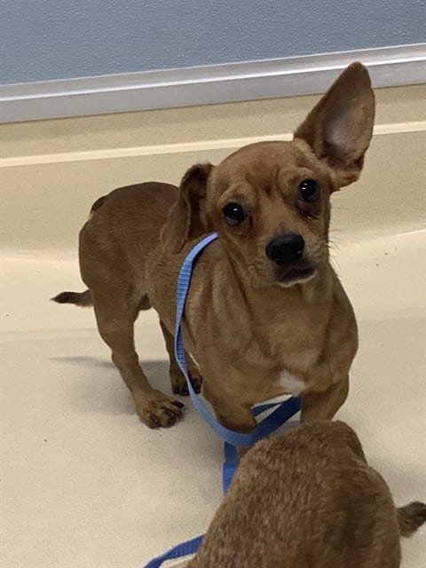 Photo of Button, adoptable dog