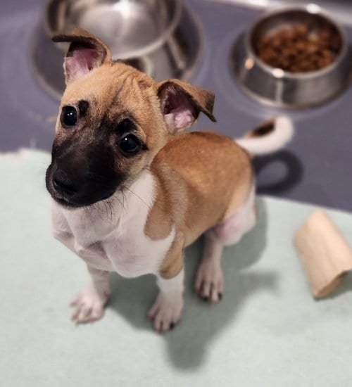Photo of Snickers, adoptable Jack Russell Terrier in Walnutport, Pennsylvania