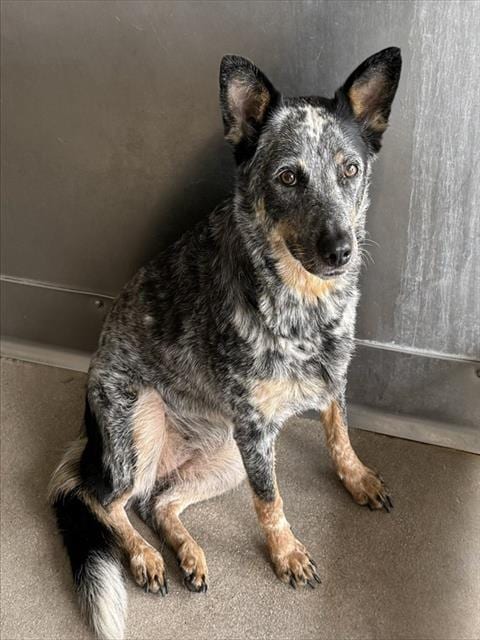 Photo of Piper, adoptable Australian Cattle Dog/Blue Heeler in San Bernardino, California