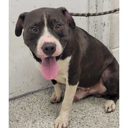Photo of Boulder, adoptable American Pit Bull Terrier in Kansas City, Missouri
