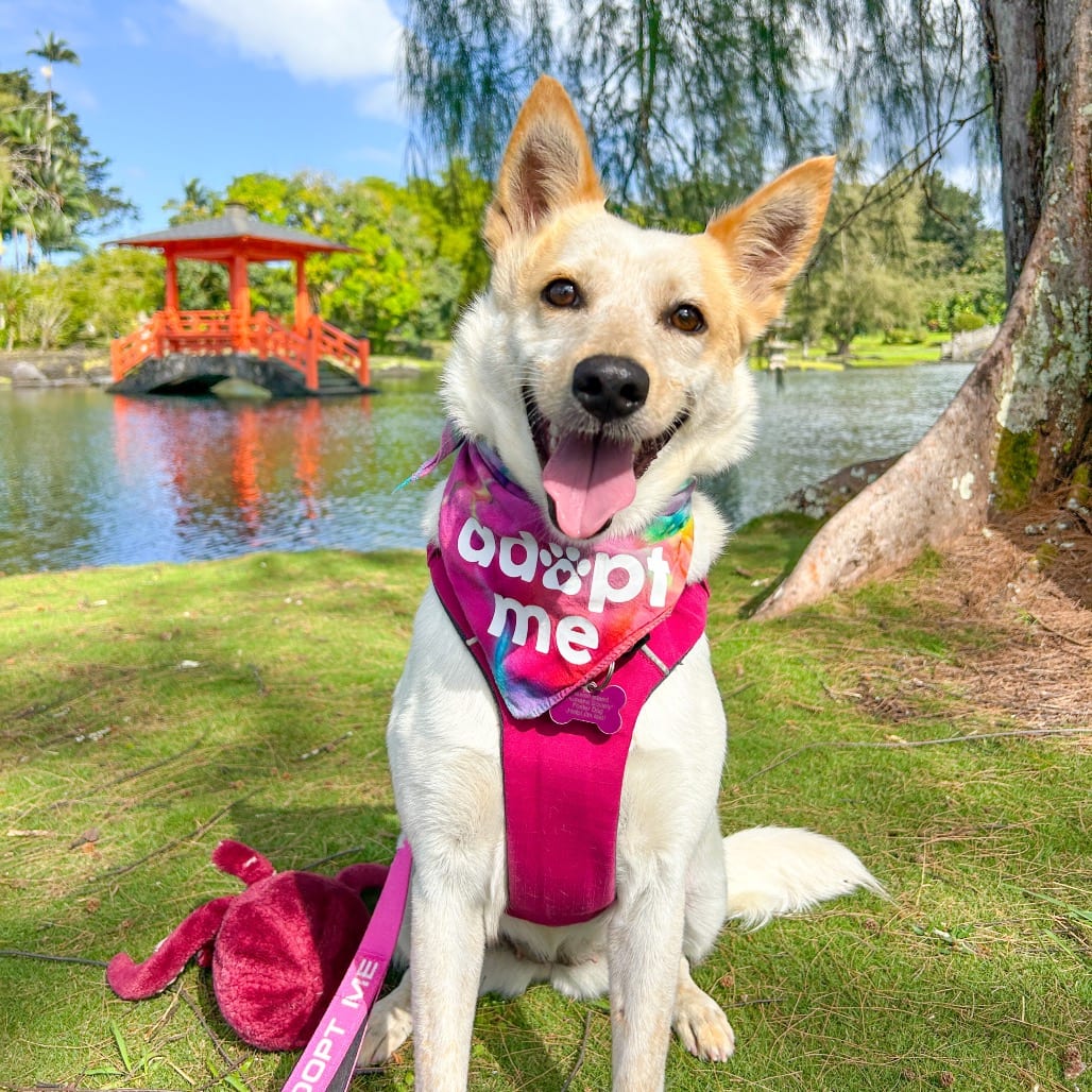 Photo of Kylie, adoptable Mixed Breed (Medium)