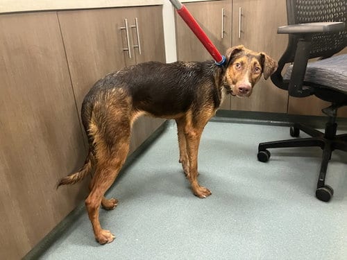 Photo of Dominique, adoptable Labrador Retriever in Baytown, Texas
