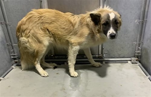 Photo of Prince, adoptable Saint Bernard in Lancaster, California