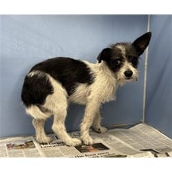 Photo of Munchkin, adoptable Poodle (Miniature) in San Bernardino, California